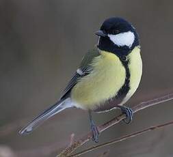 Mésange charbonnière