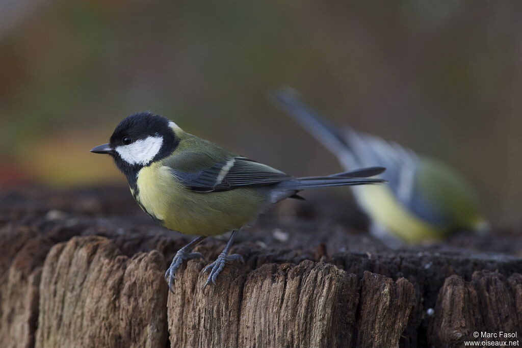 Great Titadult post breeding, identification, Behaviour