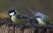 Mésange charbonnière