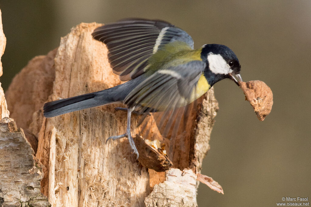 Great Titadult, feeding habits