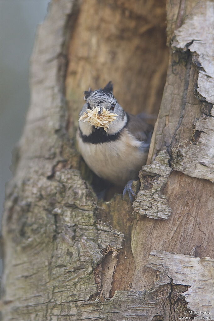 European Crested Titadult breeding, identification, Reproduction-nesting, Behaviour