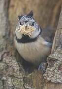 European Crested Tit