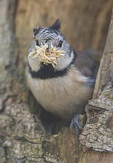 Mésange huppée