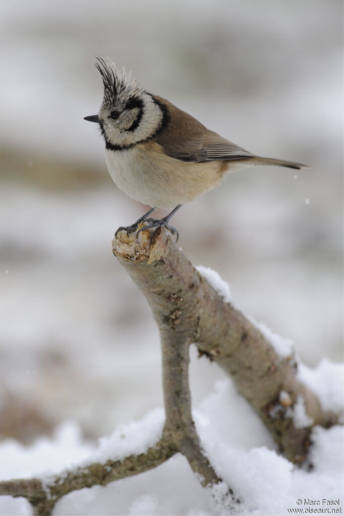 European Crested Titadult, identification