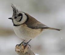 European Crested Tit