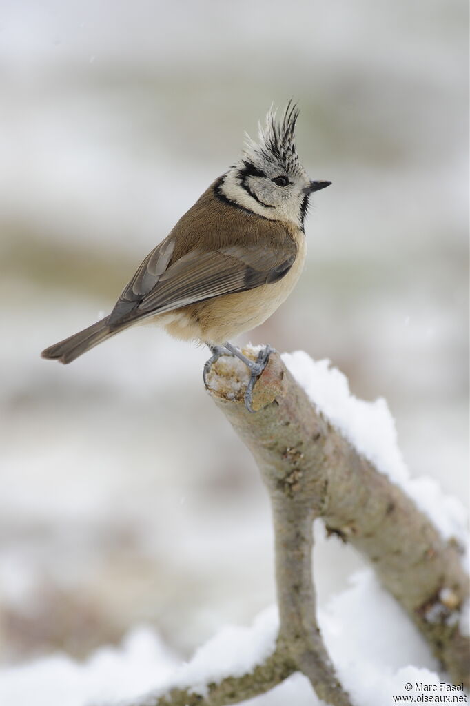 Crested Titadult, identification