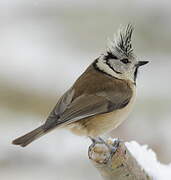 Crested Tit