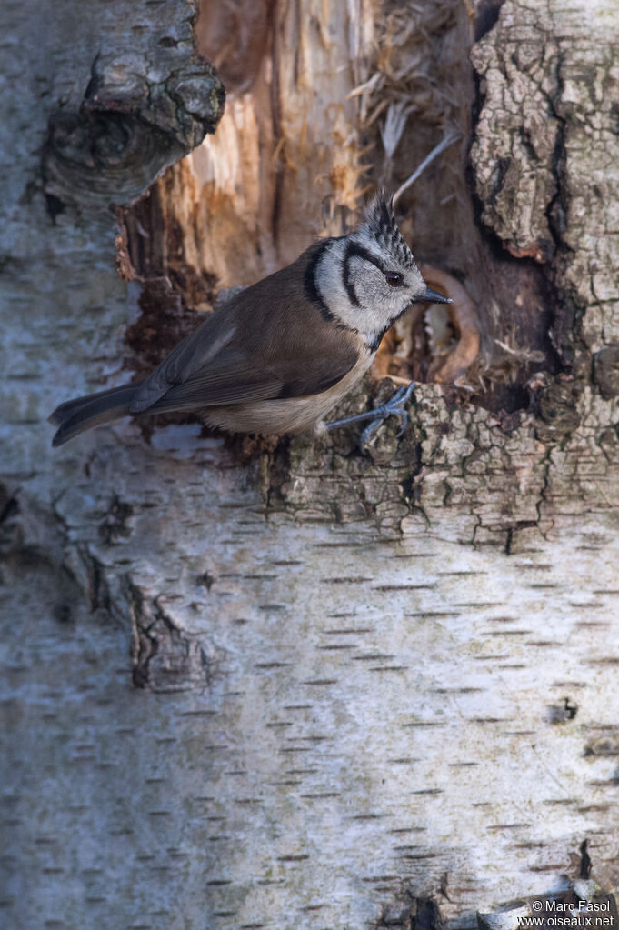 Crested Titadult post breeding, identification, feeding habits, Behaviour