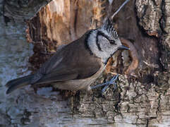 Crested Tit