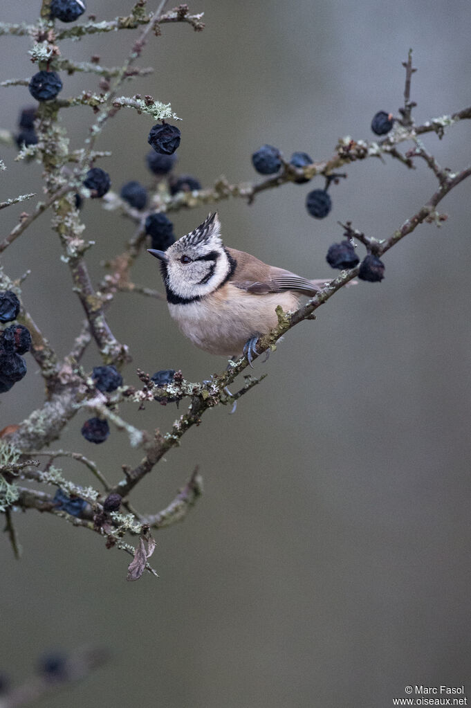 Mésange huppée, identification