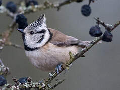 Mésange huppée