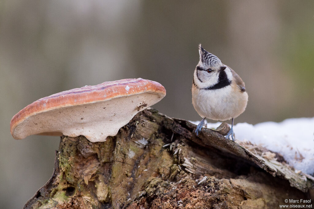 Mésange huppéeadulte internuptial