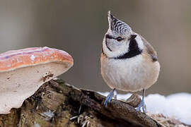 European Crested Tit