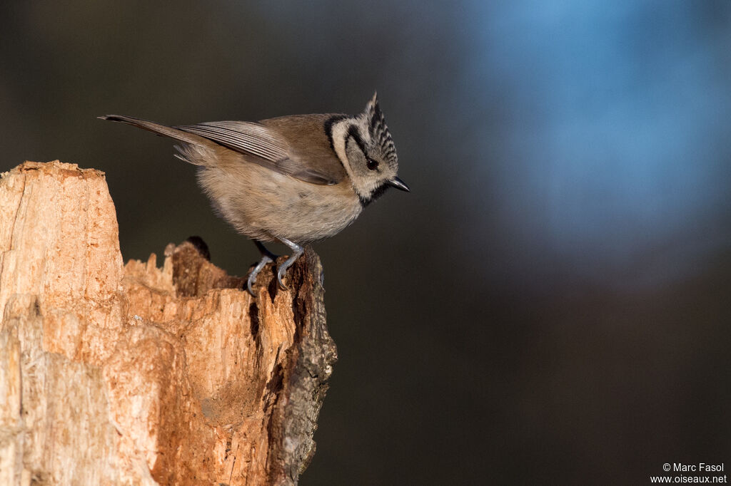 Mésange huppéeadulte internuptial