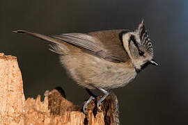 European Crested Tit