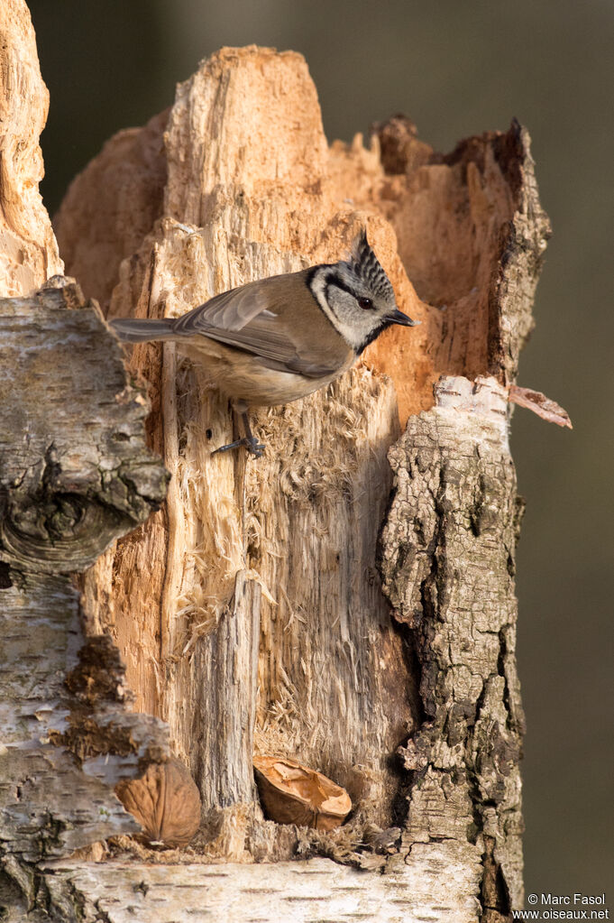 Mésange huppéeadulte