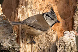 European Crested Tit