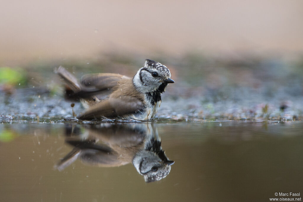 Mésange huppéeadulte, soins