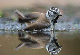 Crested Tit