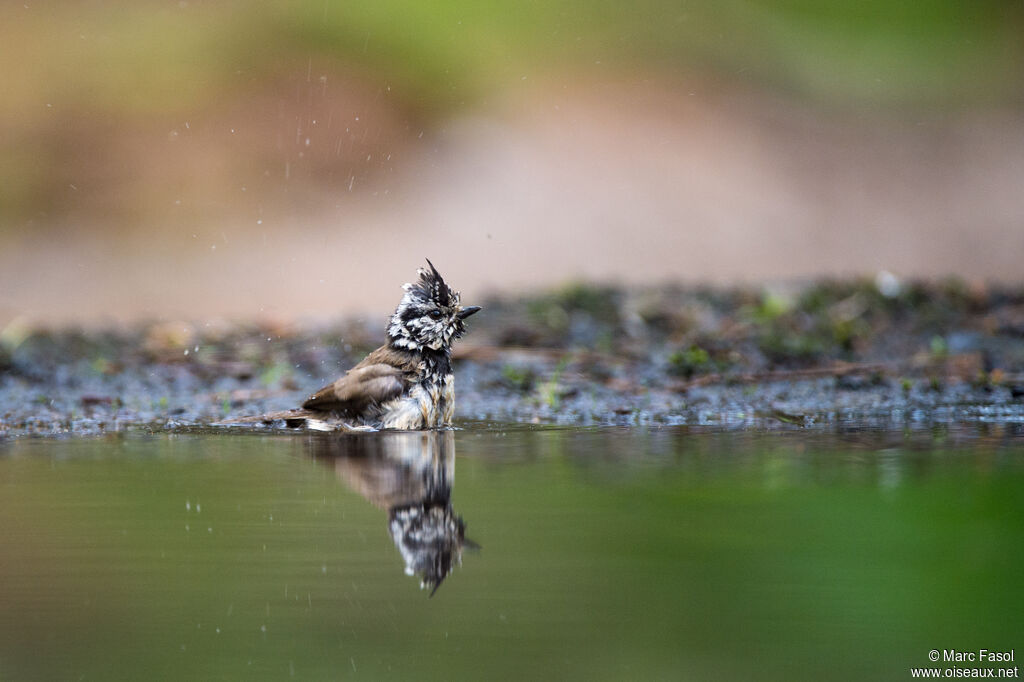 Mésange huppéeadulte, soins