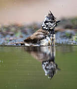 European Crested Tit