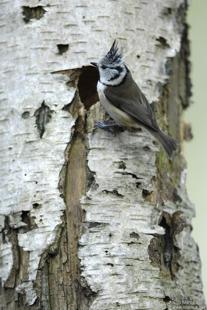 Mésange huppée mâle adulte nuptial