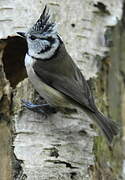 European Crested Tit