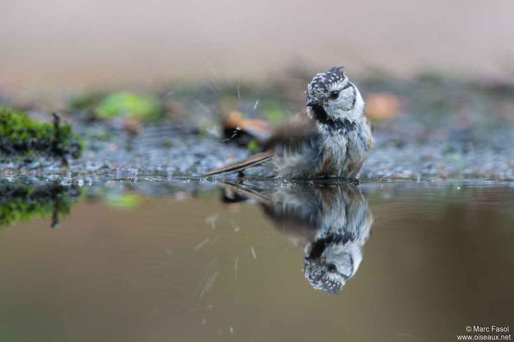 Mésange huppéeadulte, soins