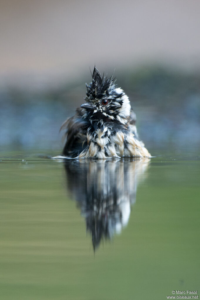 Mésange huppéeadulte, soins