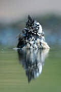 European Crested Tit