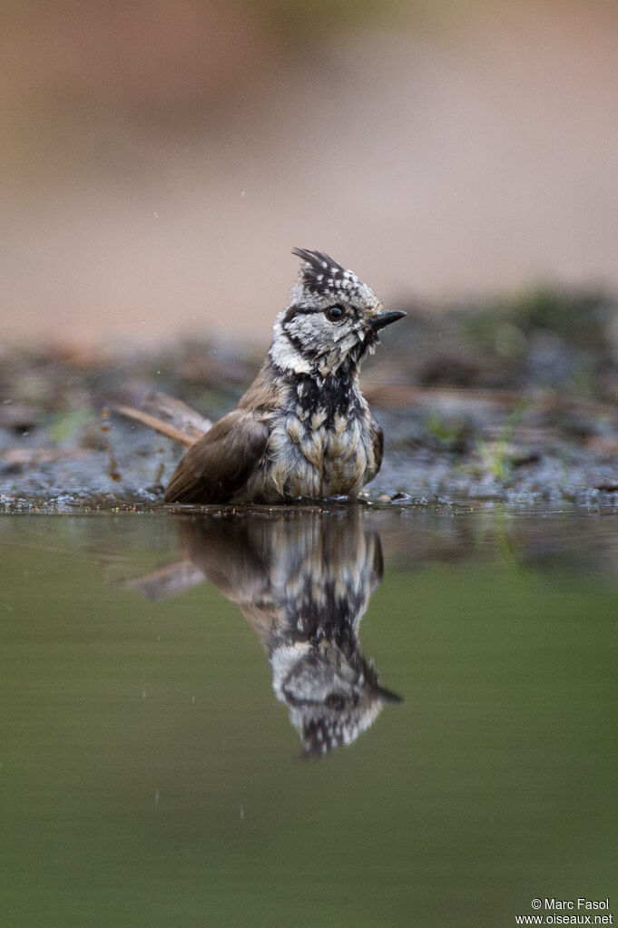 Mésange huppéeadulte, soins