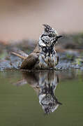 European Crested Tit