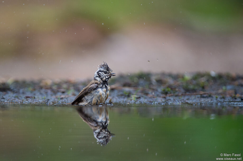 Mésange huppéeadulte, soins