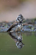 European Crested Tit