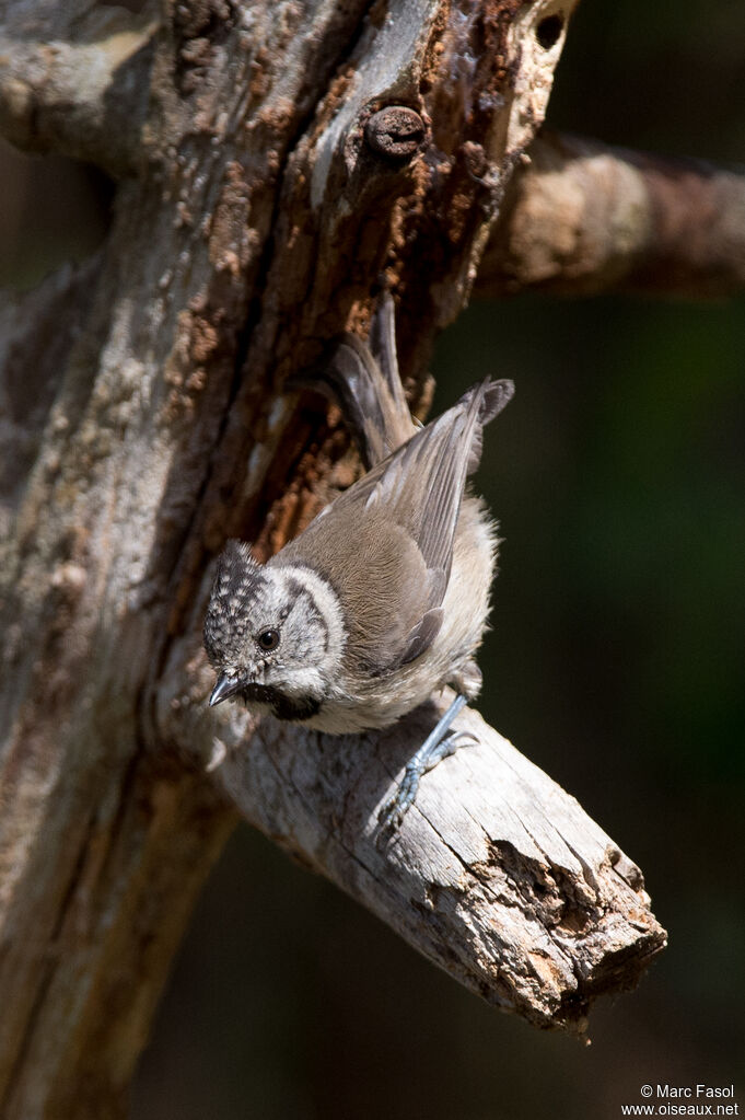 Mésange huppéeadulte, identification