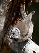 European Crested Tit