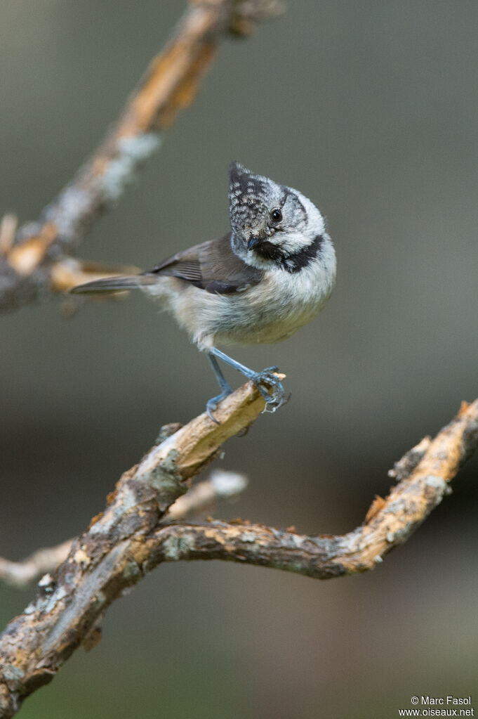 Mésange huppéeadulte, identification