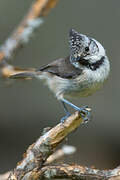 Crested Tit