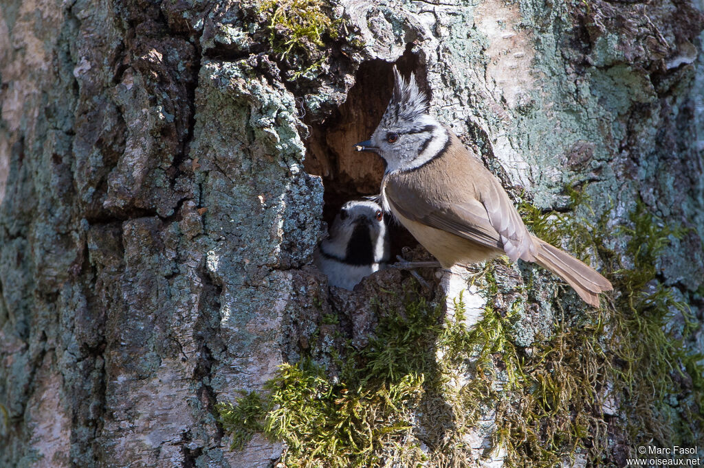 European Crested Titadult breeding, courting display, Reproduction-nesting