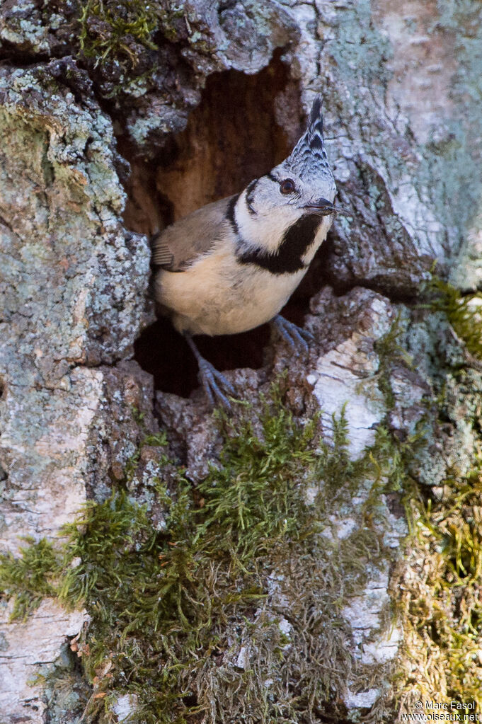 European Crested Titadult, identification, Reproduction-nesting