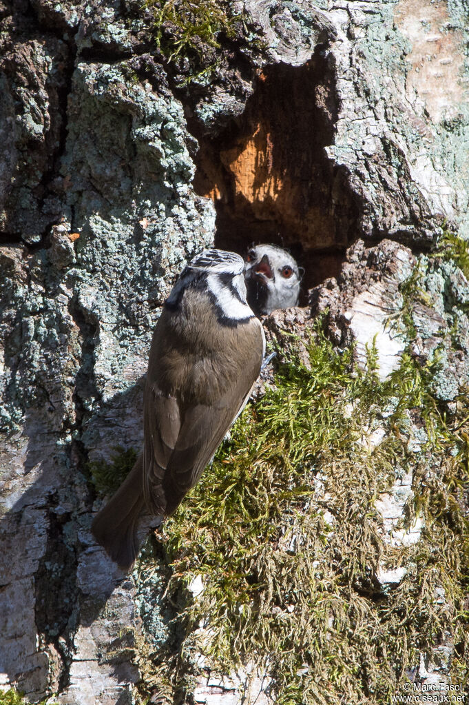 European Crested Titadult breeding