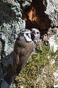 Crested Tit