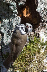 Mésange huppée