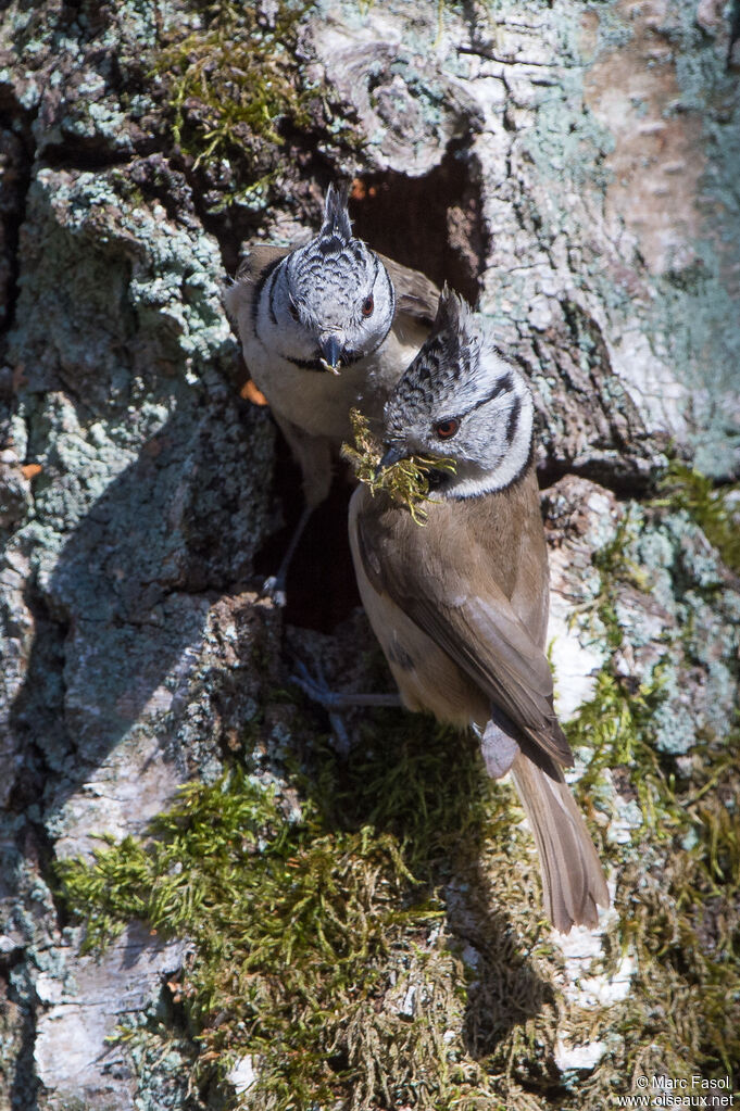 European Crested Titadult breeding, Reproduction-nesting