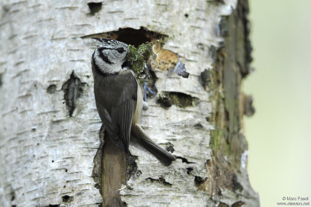 Mésange huppée femelle adulte nuptial, Nidification, Comportement