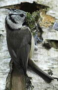 European Crested Tit