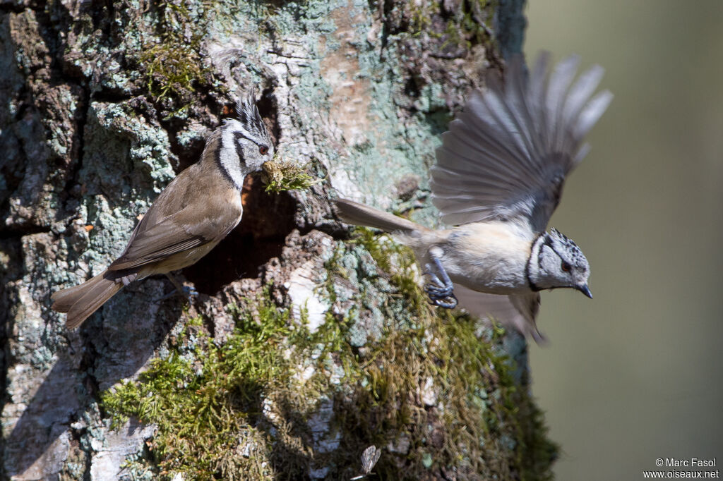Mésange huppéeadulte nuptial, Nidification