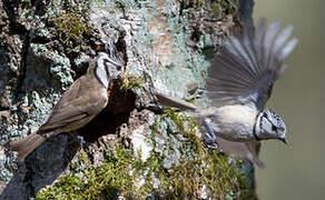 Crested Tit