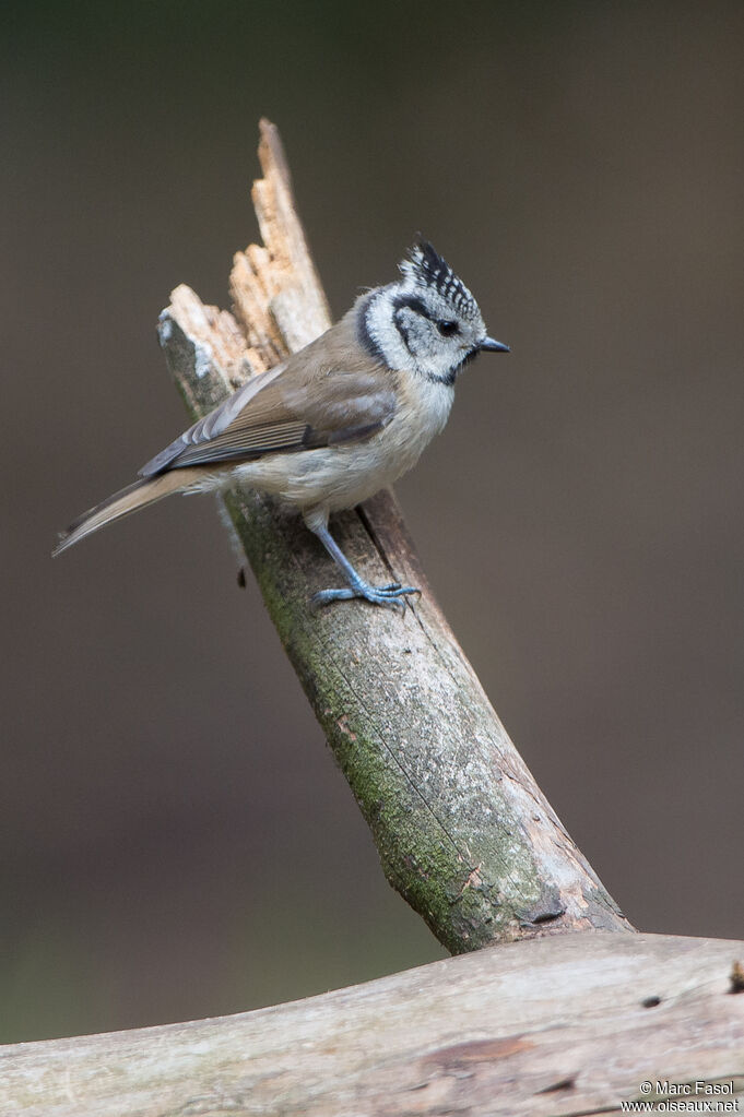 Mésange huppéeadulte, identification