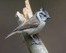 Crested Tit